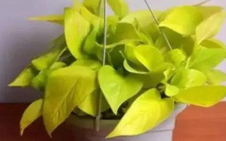 绿萝的品种分类，常见的有青叶绿萝、黄叶绿萝等