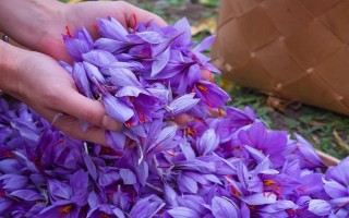 盆栽藏红花的存活时间，一般只有3-5年