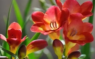 香雪兰的花语，寓意纯洁、幸福等