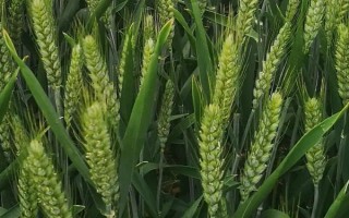 源育3号小麦种子简介，高肥力地块亩播量7-9kg