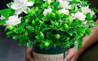 栀子花叶子发黄怎么处理，土壤的pH值调节在4-6.5之间