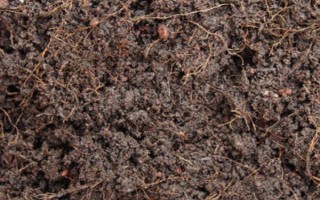 榴莲种子能不能种，种植前将种子放在清水中浸泡3-7天