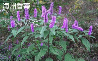 哪些植物可以探测黄金，主要有以下5种