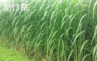 适合冬天种植的牧草,根据当地气候进行合理选择
