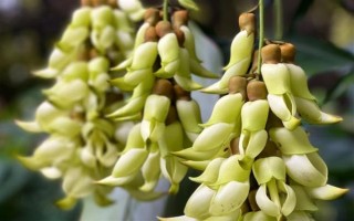 禾雀花的花语是什么，寓意欢快、快乐、坚韧顽强等