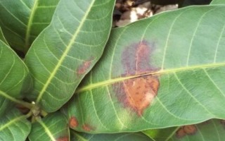 芒果叶疫病的症状，严重时会导致叶片全部枯死掉落