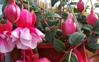 倒挂金钟的修剪方法，根据株高采取不同的修剪措施