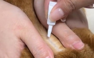 猫咪驱虫的误区，以下6种想法不可取