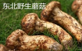 黑龙江黑河的特产，五大连池大豆是当地著名特产