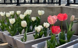 盆栽郁金香能不能在室外过冬，种球可以忍耐-35℃的低温