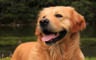 狗狗神经炎的症状，会出现转圈运动、神志不清等症状