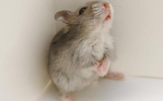 老鼠会不会咬人，会咬人但概率不高