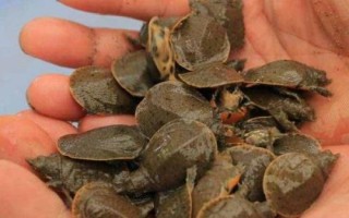 甲鱼如何养殖，每平方米放养25-35只