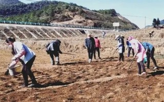 天冬的价格，大概在22-35元一斤