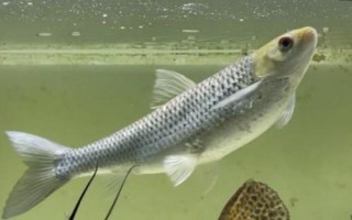 赤眼鳟鱼苗能长多大，最大可长至4-5斤