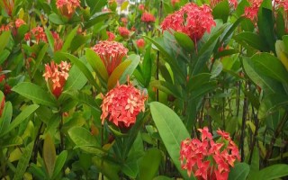 龙船花花谢后如何处理,可以对其进行修剪