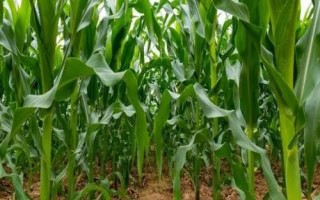 宗单999玉米种简介，中抗纹枯病