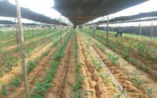 种植生姜要遮阴的原因,植株不耐高温和强光