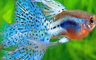 孔雀鱼一生可以生几次，一生可以产20左右次