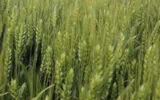 文麦14号小麦品种简介，生育期167天