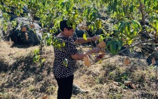 黄桃春季的管理方法，花果期要进行疏花的工作