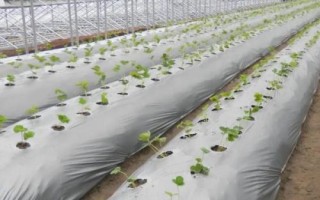 农用薄膜的类型,包括长寿薄膜、轻薄型薄膜、多用途薄膜等种类