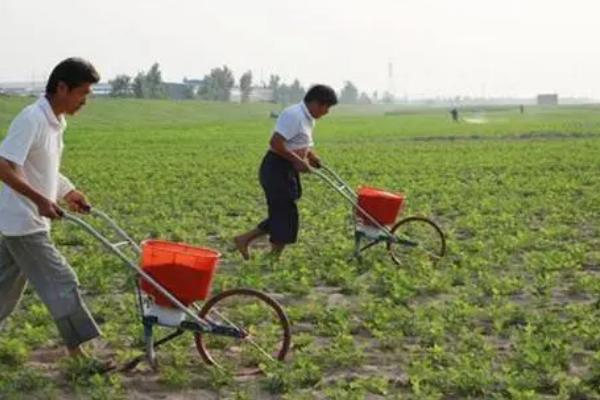 提高花生产量的方法，需轮作换茬、巧施肥料等