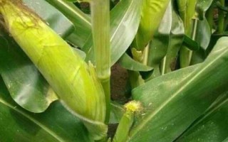 沈糯20号玉米种子特征特性,高抗瘤黑粉病