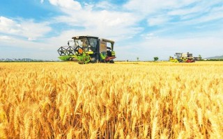 小麦收割的方式，可人工收割或使用联合收割机