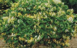 种植金银花的要点，施肥以有机肥为主