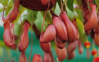 怎么养猪笼草，喜欢生长在高温环境中