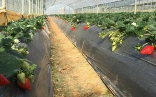 冬季草莓大棚栽培技术要点，定植后立刻浇一次定苗水
