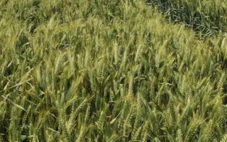 连麦8号小麦种子介绍，每亩有效穗43.3万穗