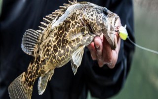 路亚鳜鱼的操作技巧，建议用M或MH路亚竿