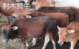 秦川牛和利木赞牛有什么区别,毛色、体型、体重等方面均不同