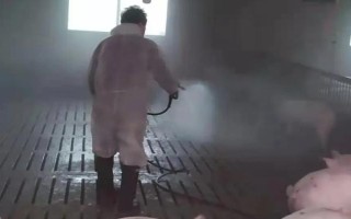 发现非洲猪瘟怎么办，第一时间向当地的有关部门报告