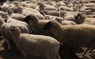 山羊为什么会脱毛,可能是代谢紊乱或缺少营养等原因所导致