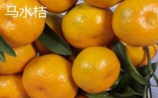 广东省阳春市的特产,马水桔在国内外享有盛名