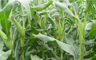 泸玉雪糯6号玉米种子特点，注意防治丝黑穗病