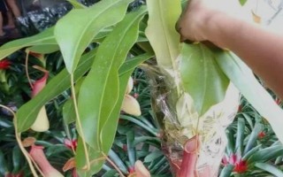 怎么养猪笼草，喜欢生长在高温环境中