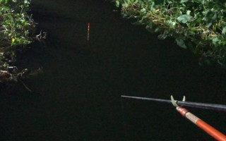 野钓鲤鱼要不要打窝，提前打窝效果更好