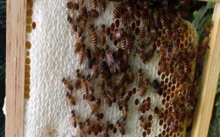 失王蜂群会不会自己造王，蜂群能自己造王