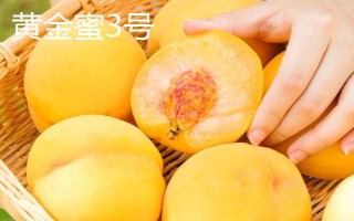 桃树属于哪种植物，是一种典型的被子植物