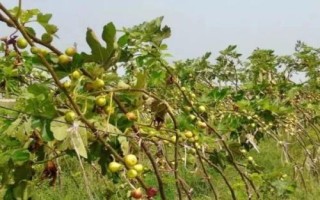 种植无花果如何防治落果情况，雨季及近熟期要做好水分工作