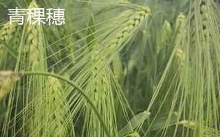 青稞和小麦有什么区别,穗部、果实和产地均不同