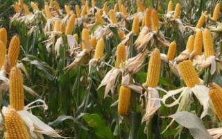科玉181玉米种子特征特性,适宜在4月5日-5月中旬播种