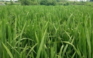 怎么防治茭白胡麻叶斑病，与莲藕、芋头进行轮作可有效降低发病率