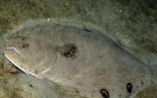 比目鱼可以养殖吗，内陆地区是很难养殖成功