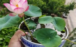 碗莲荷花种子的种植方法，种子通常需要人工开口