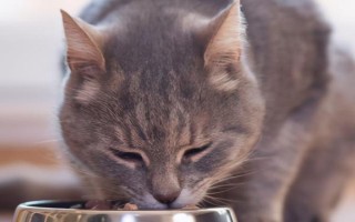 怎样给胖猫减肥，可减少摄入量、选用减肥猫粮等